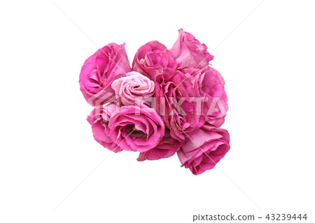 土耳其茴香花束 土耳其茴香花束 43239444