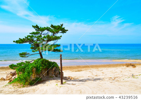 Higashihama Kaigan Hitonmatsu 43239516