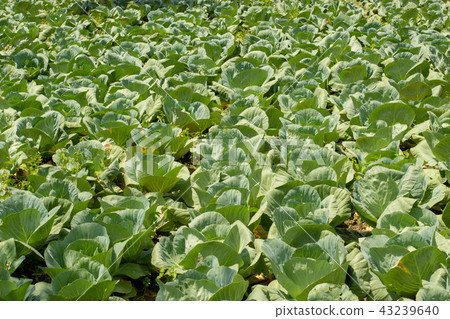 Green cabbage field. Health and vegetarian concept Green cabbage field. Health and vegetarian concept 43239640