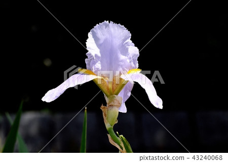 White iris which blooms in Mitaka Nakahara White iris which blooms in Mitaka Nakahara 43240068