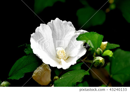 White mugpy blooming in Mitaka Nakahara White mugpy blooming in Mitaka Nakahara 43240133