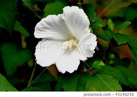 White mugpy blooming in Mitaka Nakahara 43240238