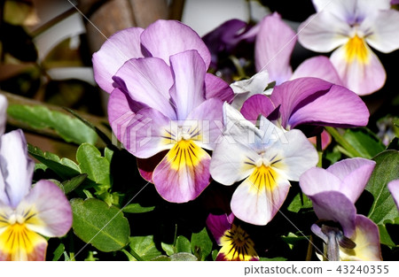 A light purple bicolor viola (pansy) blooming in Mitaka Nakahara 43240355