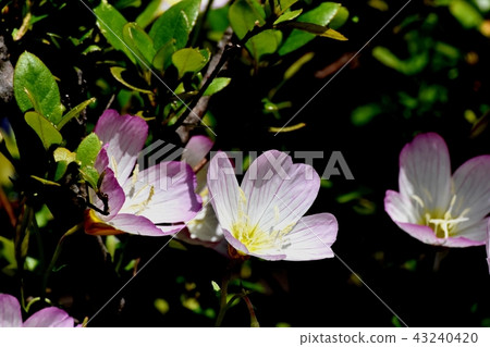 開花在三鷹中原的小山櫻桃樹 43240420