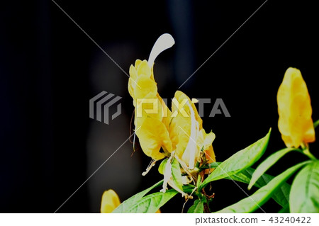 Koeibosu盛開在三鷹中原 43240422