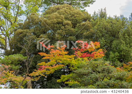 秋天的樹葉 秋天的樹葉 43240436