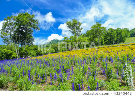 Salvia and Marigold Hill 43240442