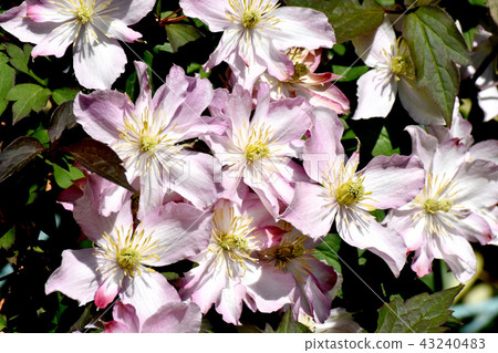Clematis blooming in Mitaka Nakahara Clematis blooming in Mitaka Nakahara 43240483
