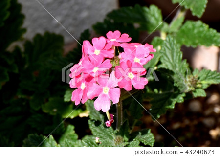 Pink velvena blooming in Mitaka Nakahara Pink velvena blooming in Mitaka Nakahara 43240673