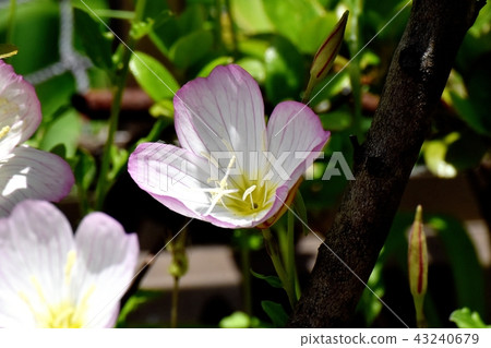 開花在三鷹中原的小山櫻桃樹 開花在三鷹中原的小山櫻桃樹 43240679