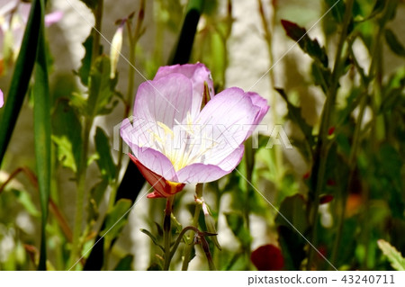 開花在三鷹中原的小山櫻桃樹 43240711