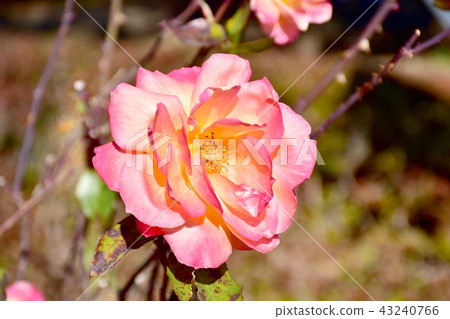 Anne Frank Rose Blooming in Mitaka Sengawa Park 43240766
