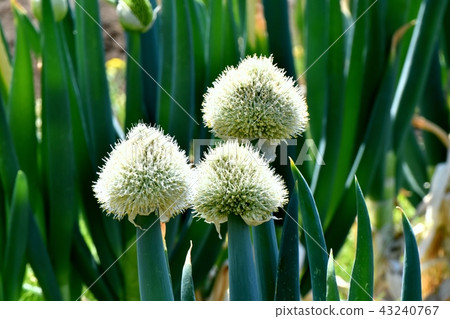 Green onion flowers in Mitaka Nakahara Green onion flowers in Mitaka Nakahara 43240767