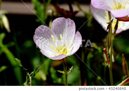Hill cherry tree blooming in Mitaka Nakahara Hill cherry tree blooming in Mitaka Nakahara 43240848