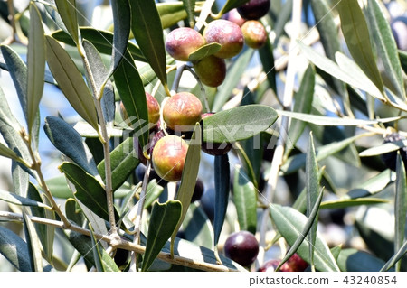Olive fruit becoming Mitaka Nakahara 43240854