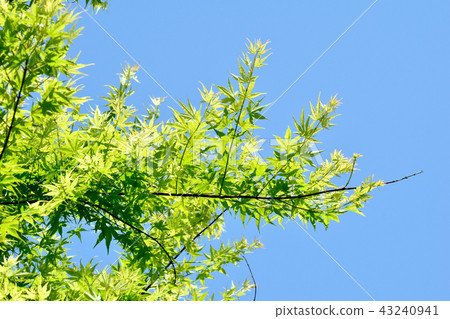 Fresh green maple of Mitaka Nakahara Fresh green maple of Mitaka Nakahara 43240941