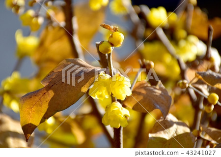 Lobai盛開在三鷹中原 43241027