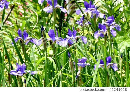 開花在三鷹中原的藍色紫色虹膜 43241028
