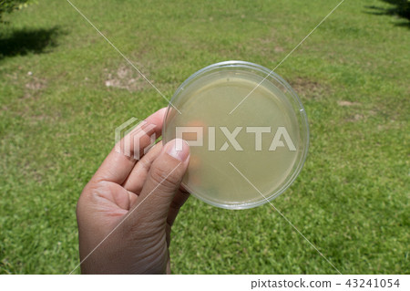 agar medium in petri dish for microbial plate count agar medium in petri dish for microbial plate count 43241054