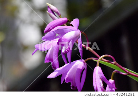 Silane blooming in Mitaka Nakahara (purple orchid) 43241281