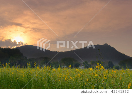 sunset at sunhemp flower field. flora meadow with mountain view sunset at sunhemp flower field. flora meadow with mountain view 43241852