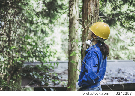 工作服的婦女檢查樹的 43242298