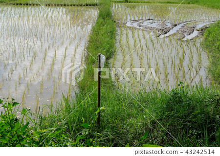 paddy field. rice farm paddy field. rice farm 43242514