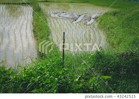 paddy field. rice farm 43242515
