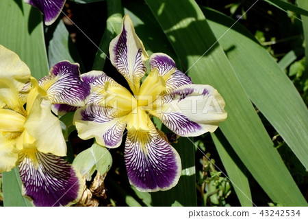 Yellow flowing in Mitaka Nakahara and iris color 43242534
