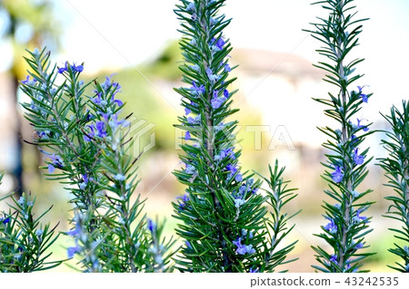 迷迭香盛開在三鷹中原 43242535