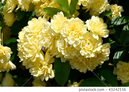 Yellow mockborne blooming in Mitaka Nakahara 43242536
