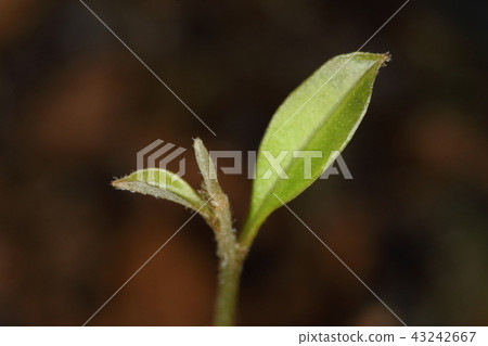 自然植物Sudajii是幼苗。一片小葉子開始出現,它在大約一周內變成了一種極好的sudajii葉子 自然植物Sudajii是幼苗。一片小葉子開始出現,它在大約一周內變成了一種極好的sudajii葉子 43242667