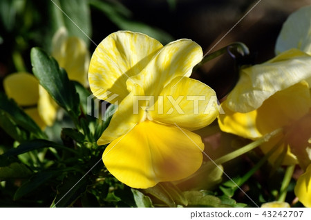 Yellow pansy which blooms in Mitaka Nakahara Yellow pansy which blooms in Mitaka Nakahara 43242707