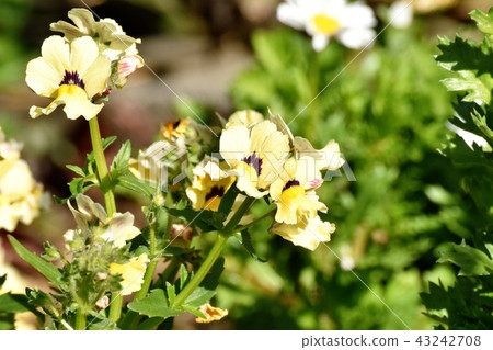 Yellow linaria which blooms in Mitaka Nakahara Yellow linaria which blooms in Mitaka Nakahara 43242708