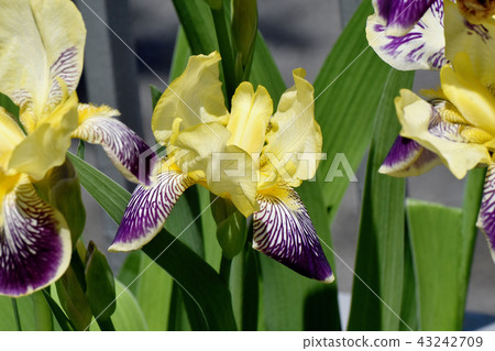 Yellow flowing in Mitaka Nakahara and iris color 43242709