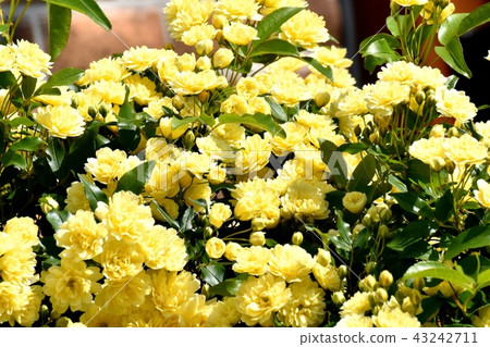 黃色嘲笑開花在三鷹中原 黃色嘲笑開花在三鷹中原 43242711