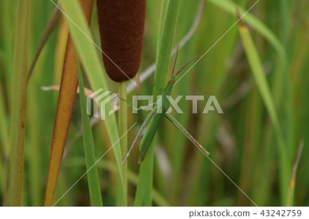 Shorurigata Shorurigata 43242759