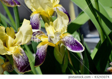 Yellow flowing in Mitaka Nakahara and iris color Yellow flowing in Mitaka Nakahara and iris color 43243074
