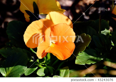 Pansy blooming in Mitaka Nakahara (orange slice) 43243076