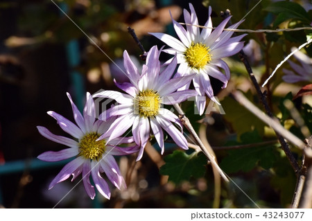 Light purple spray mike (Spray Mum) blooming in Mitaka Nakahara 43243077