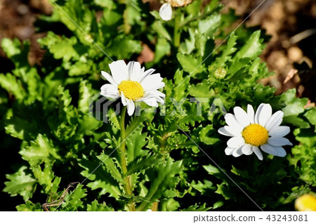 在三鷹中原（Snowpole）開花 43243081