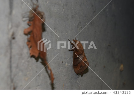 D.壯觀 D.壯觀 43243155