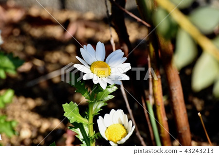 Flowering in Mitaka Nakahara (Snowpole) 43243213