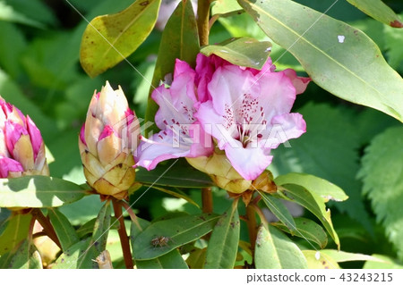 盛開在三鷹中原的杜鵑花 43243215