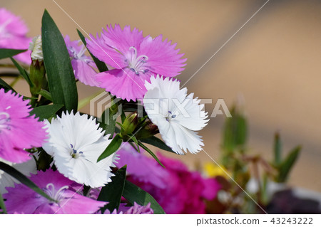 開花在三鷹中原的白色和桃紅色Nadesico 43243222