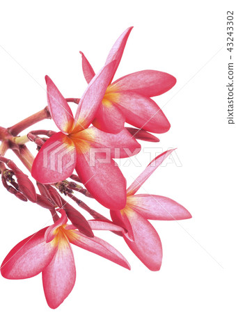 leelawadee flowers isolated on white background leelawadee flowers isolated on white background 43243302