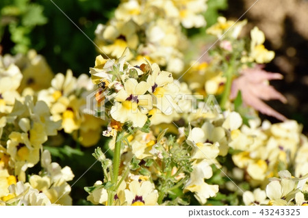 Yellow linaria which blooms in Mitaka Nakahara 43243325