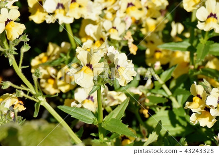 在三鷹中原開花的黃色linaria 43243328