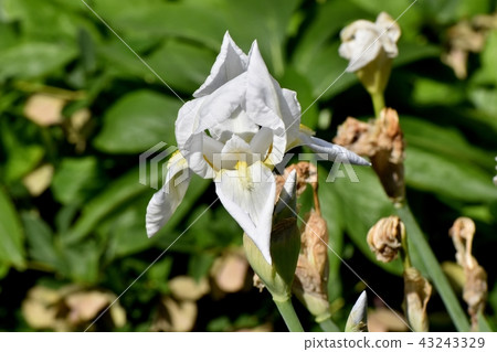在三鷹中原開花的白色虹膜 43243329