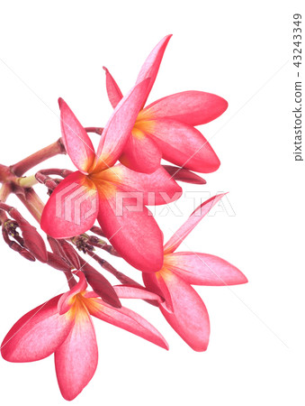 leelawadee flowers leelawadee flowers 43243349